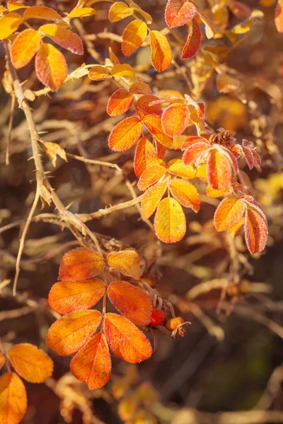 Folhas Outono Rosa Quadris Cristais Geada Manhã Ensolarada — Fotografia de Stock