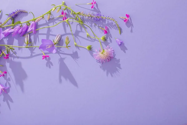 Flores Verão Fundo Papel Violeta — Fotografia de Stock