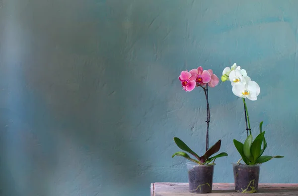 Flores Orchid Potenciômetro Tabela Madeira Velha — Fotografia de Stock
