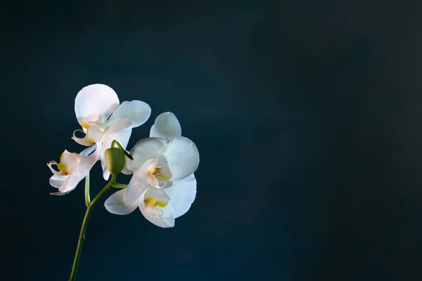 Vackra Orkidé Blommor Blå Bakgrund — Stockfoto