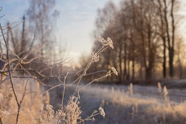 Красивый Зимний Пейзаж Закате — стоковое фото