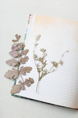 Kurumuş bitkilerin ve eski kağıt yapraklarının klasik bileşimi