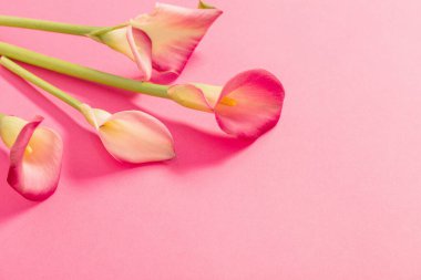 Kalla zambağının güzel çiçekleri kağıt arkaplanda