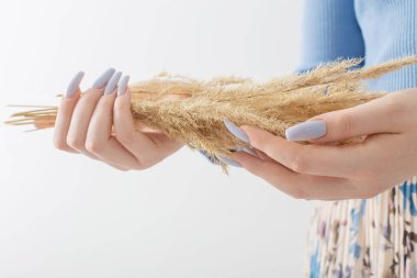 Beyaz arka planda kurutulmuş çiçek buketiyle kadın eli