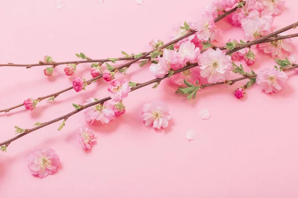Grenar Blommande Mandel Rosa Bakgrund — Stockfoto