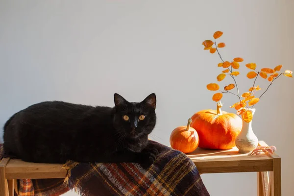 Φθινοπωρινά Κλαδιά Φύλλα Πορτοκαλιού Βάζο Και Μαύρη Γάτα Λευκό Φόντο — Φωτογραφία Αρχείου