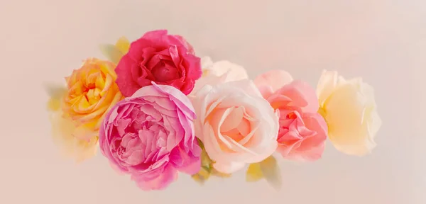 Bellissime Rose Sfondo Bianco Vicino — Foto Stock