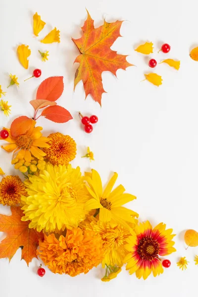 白纸背景上的秋天花朵和树叶 — 图库照片