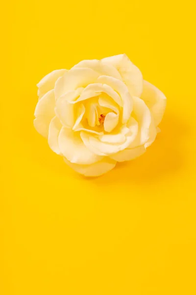 Keltainen Yksittäinen Ruusu Keltaisella Paperilla Taustalla — kuvapankkivalokuva