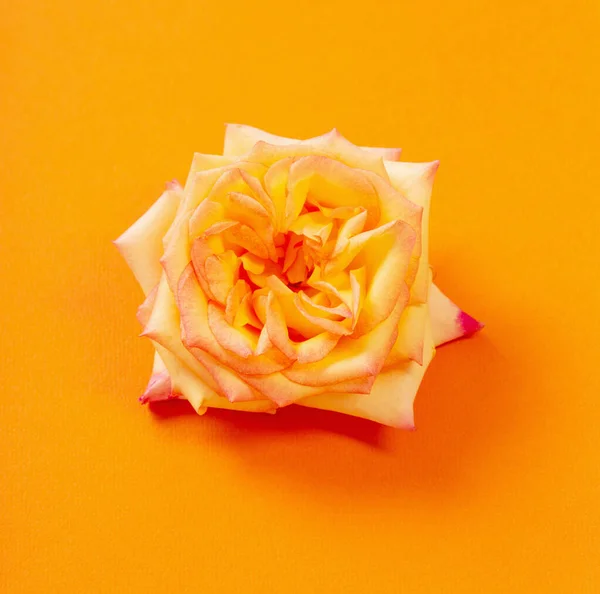 Rosa Única Amarilla Sobre Fondo Papel Naranja — Foto de Stock