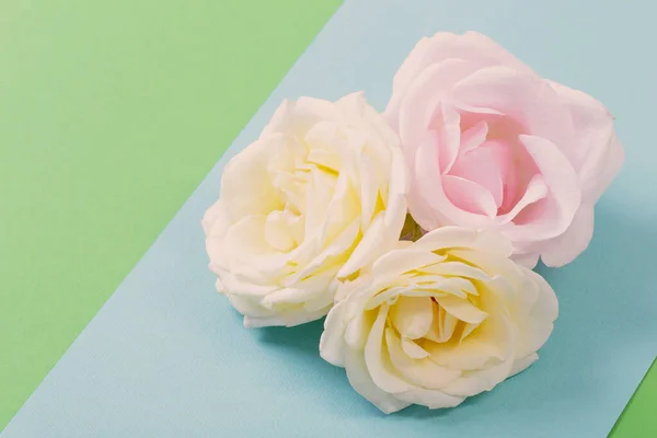 Růže Květiny Barevném Papíře Pozadí — Stock fotografie