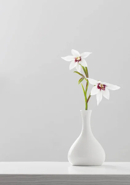 Gladiolus Muriel Acidanthera White Vase White Background — Stock Photo, Image