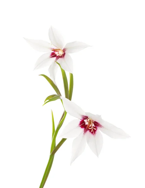 白い背景に隔離された白いエキゾチックな花 — ストック写真