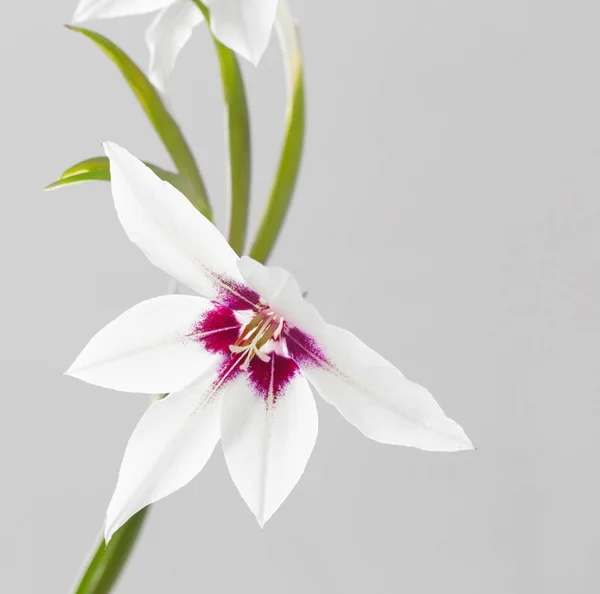白い背景に白いエキゾチックな花 — ストック写真