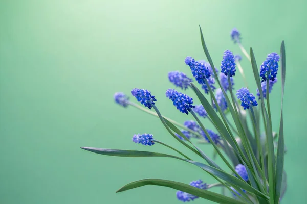 Frühling Blaue Blumen Auf Grünem Hintergrund — Stockfoto