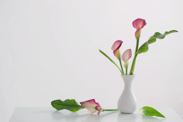 Pink Calla Lily Vase White Background — Stock Photo, Image