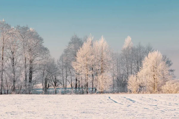 Beautiful Sunny Winter Landscape Hoarfrost — стоковое фото