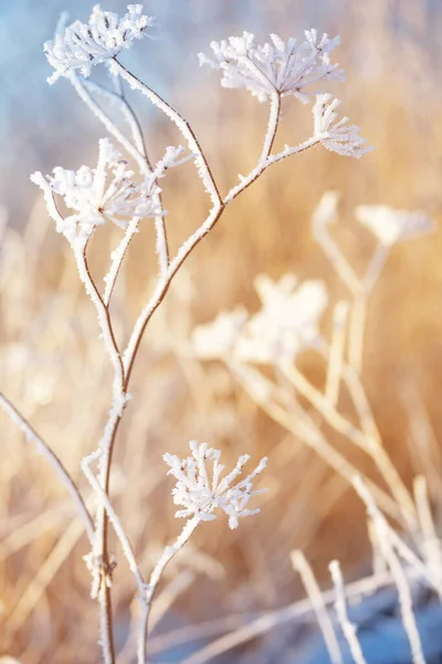 Fundo Inverno Com Plantas Hoarfrost Luz Sol Clouse — Fotografia de Stock
