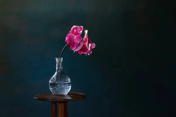 Růžová Orchidej Skleněné Láhvi Tmavomodrém Pozadí — Stock fotografie