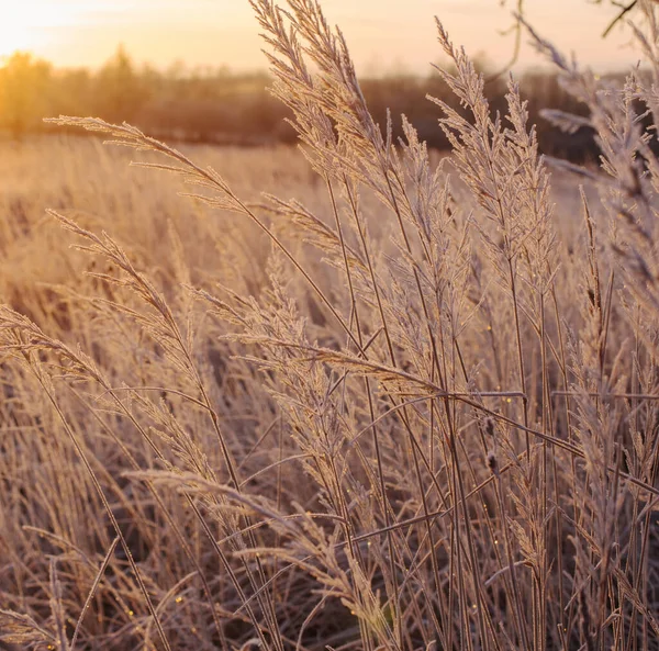 Φυτά Απόθεση Παγετού Στον Χειμερινό Αγρό Κατά Ηλιοβασίλεμα — Φωτογραφία Αρχείου