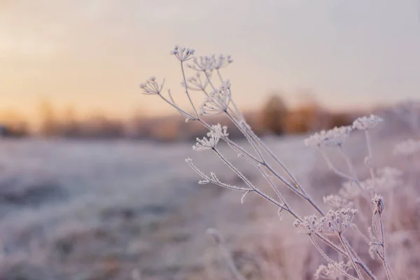 겨울에는 서리를 머금고 식물들 — 스톡 사진