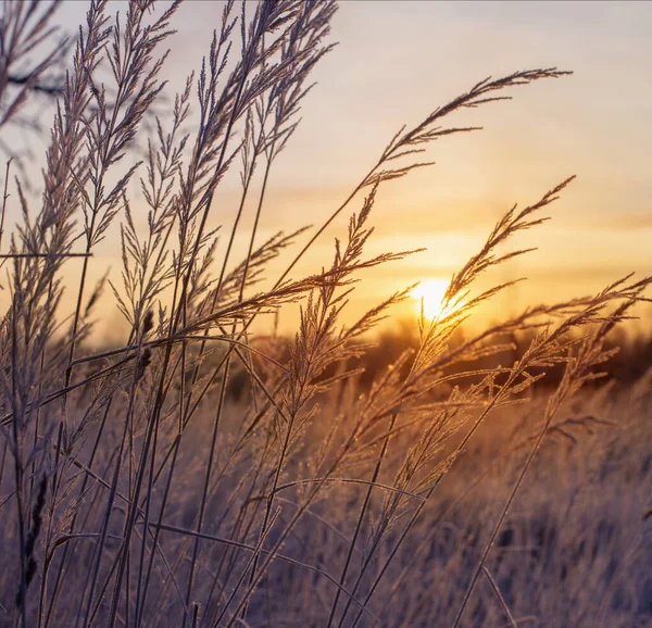 日落时在冬地结霜的植物 — 图库照片