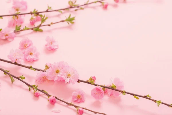 Virágzó Mandula Ágak Rózsaszín Alapon — Stock Fotó