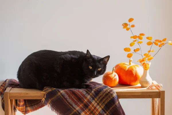Vazoda Portakal Yaprakları Beyaz Arka Planda Siyah Kedi Olan Sonbahar — Stok fotoğraf
