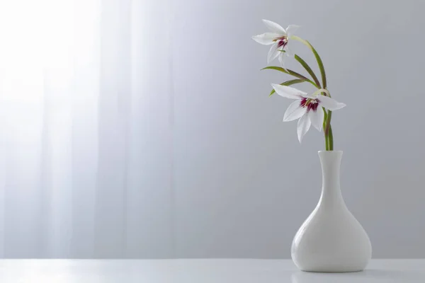 Gladiolus Muriel Acidanthera Vase Blanc Sur Fond Blanc — Photo