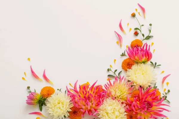 Krásné Květiny Složení Bílém Pozadí — Stock fotografie