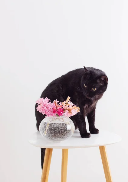 Divertente Gatto Nero Con Fiori Rosa Vaso Tavolino Sfondo Bianco — Foto Stock
