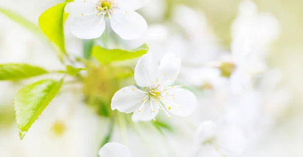 Fondo Primavera Con Flores Cerezo Blanco Aire Libre — Foto de Stock