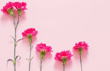Pembe arka planda pembe karanfil çiçekleri