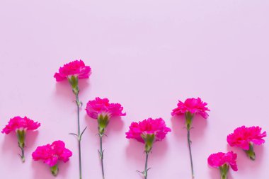 Pembe arka planda pembe karanfil çiçekleri