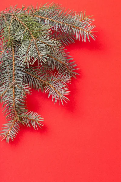 Zielone Gałązki Jodły Czerwonym Tle Bożego Narodzenia — Zdjęcie stockowe