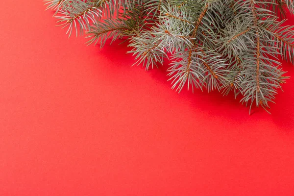 Ramas Abeto Verde Sobre Fondo Rojo Navidad — Foto de Stock