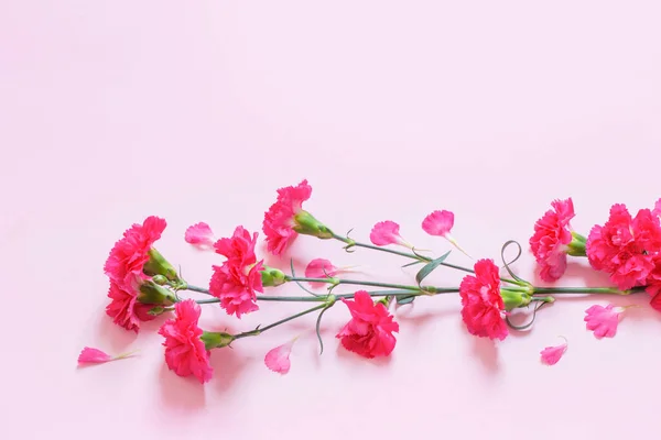 Rózsaszín Szegfű Virágok Rózsaszín Háttér — Stock Fotó