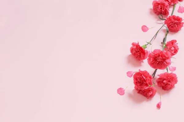 Flores Clavel Rosa Sobre Fondo Rosa —  Fotos de Stock