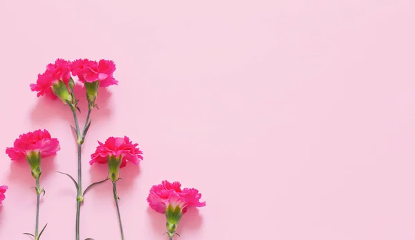 Pink Carnation Flowers Pink Background — Stock Photo, Image