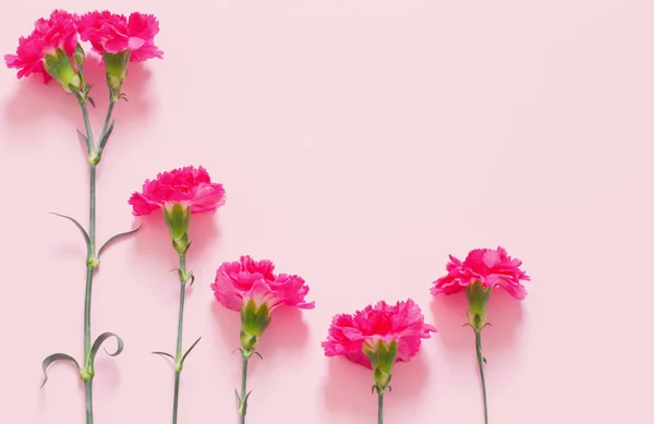 Рожеві Квіти Гвоздик Рожевому Фоні — стокове фото