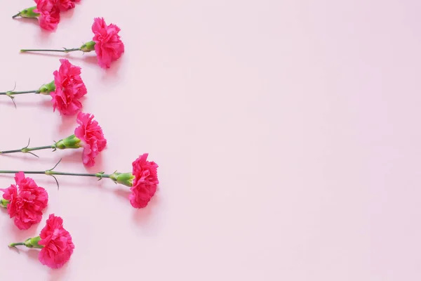 Рожеві Квіти Гвоздик Рожевому Фоні — стокове фото