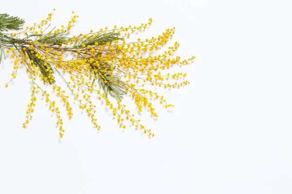 Branch Mimosa Flowers White Background — Stock Photo, Image