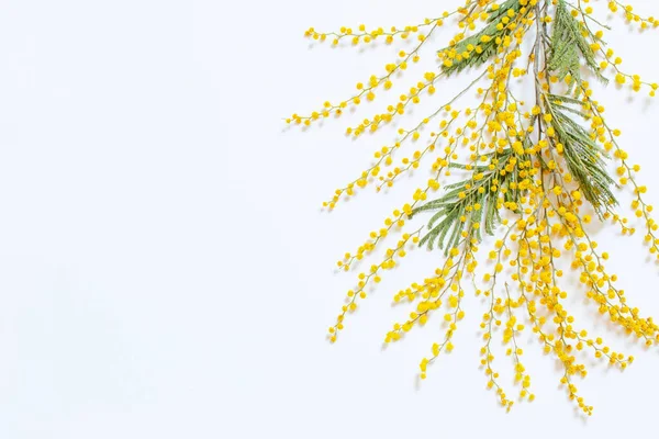 Beyaz Arkaplanda Mimoza Çiçeklerinin Dalı — Stok fotoğraf