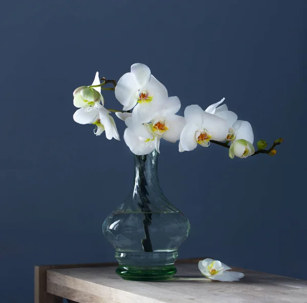 Bílá Orchidej Vinobraní Skleněná Váza Dřevěné Polici Pozadí Modrá Zeď — Stock fotografie