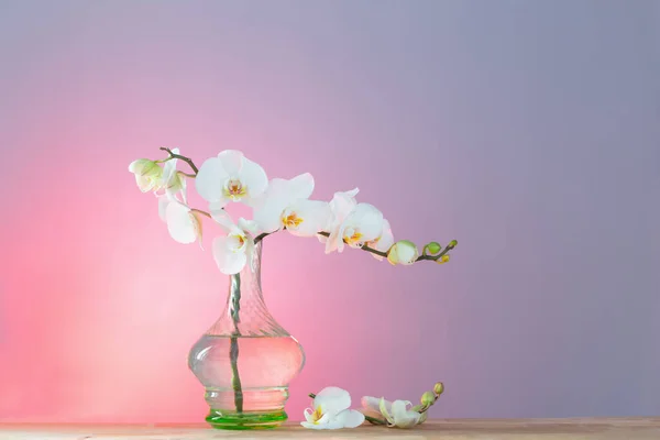 Witte Orchidee Vintage Glazen Vaas Houten Plank Achtergrond Muur — Stockfoto