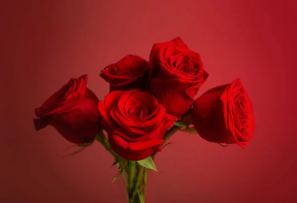 Красные Розы Красном Фоне — стоковое фото