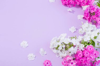 Renkli kağıt arka planında beyaz ve mor phloxlar