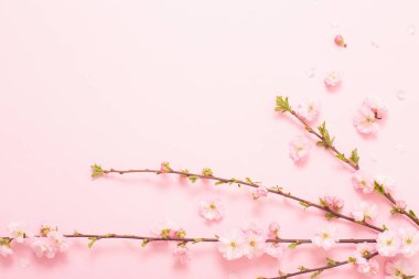 Pembe arka planda çiçek açan badem dalları