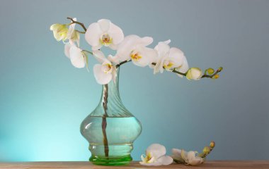 Beyaz orkide arka plandaki ahşap rafta duran klasik cam vazoda.