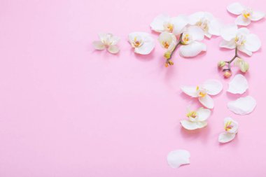 Pembe otlakta beyaz orkide çiçekleri